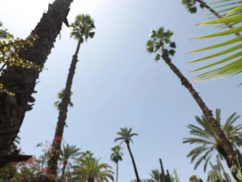 Canopy of Trees From Below - Morocco Stock Photos