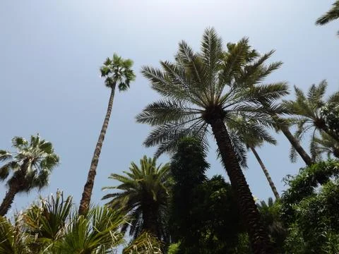 Canopy of Trees From Below - Morocco Stock Photos