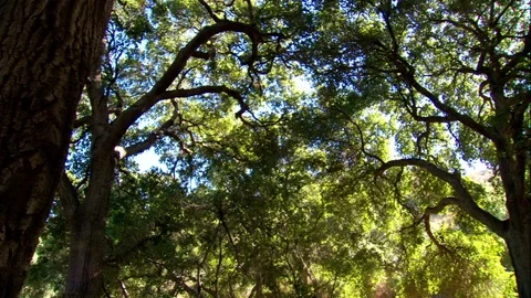 Canopy Of Trees  Video stock 87583153