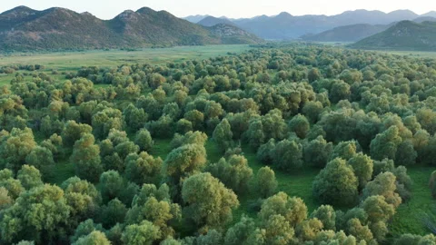 Canopy of trees in a forest Video stock 134374145