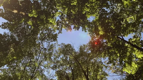 Canopy of trees from ground level Video stock 147413776