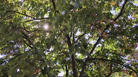 Canopy of trees in low winds and the sun Stock Footage 162195038