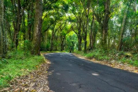 Canopy of trees over road Stock Photos