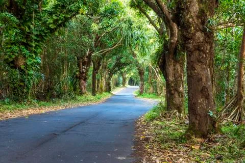 Canopy of trees over road Stock Photos