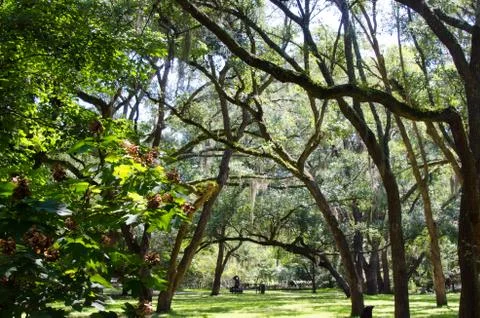 Canopy of trees Stock Photos