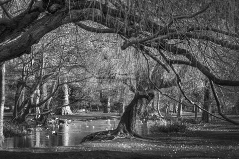 Canopy of trees Foto stock