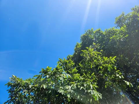 Canopy of trees under a blue sky Stock Photos