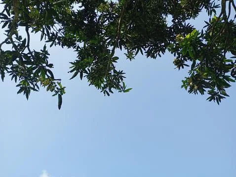 Canopy of Trees Under Clear Daylight Sky Stock Photos