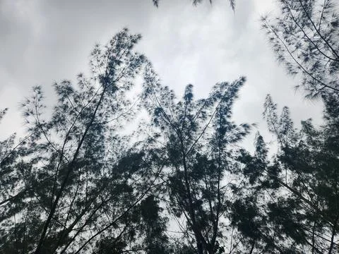 Canopy of Trees Under Cloudy Sky Stock Photos