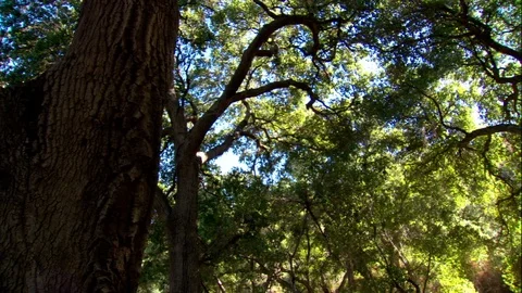 Canopy Of Trees in Woods Video stock 87583205