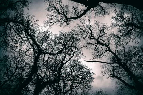 Canopy treetop Stock Photos