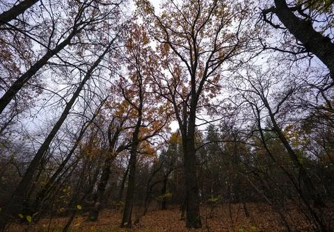 The canopy of treetops and trunks creates autumn patterns against the sky. Stock Photos