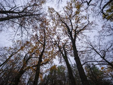 The canopy of treetops and trunks creates contrasting patterns against the sk Foto stock