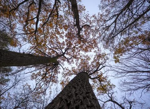 The canopy of treetops and trunks creates autumn patterns against the sky. Stock-Fotos