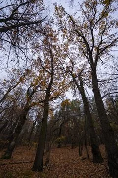 The canopy of treetops and trunks creates autumn patterns against the sky. Foto stock
