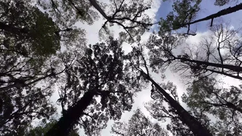 Canopy view from below, tall trees stretch skyward Stock Footage 345136472