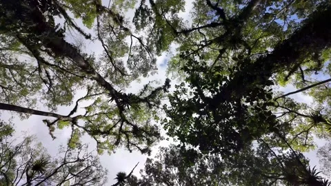 Canopy view looks up at tangled green branches Stock Footage 345136498