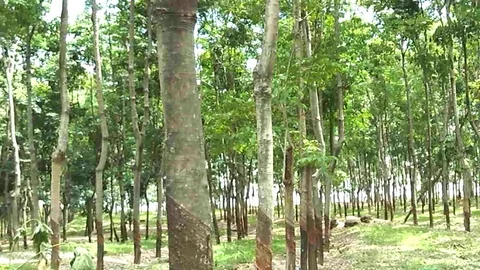 Canopy view of para trees on para field Stock Footage 121827299