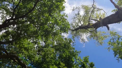 Canopy View: Sky Through the Treetops Stock Footage 258221685