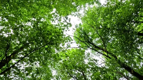 Canopy View of Stirling Forest Vidéo 300543904