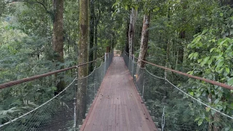 Canopy Walk Bridge Tilting Up, Dense Tropical Rainforest, POV Shot 스톡 동영상 324498956