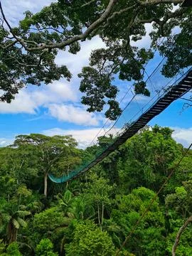 Canopy walk suspension bridge in the Amazon Rainforest, Puerto Maldonado, Per Stock Photos
