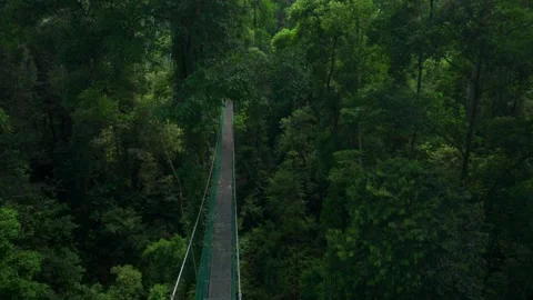 Canopy Walkway Tilt Up To Rainforest Canopy Vídeo Stock 345021482