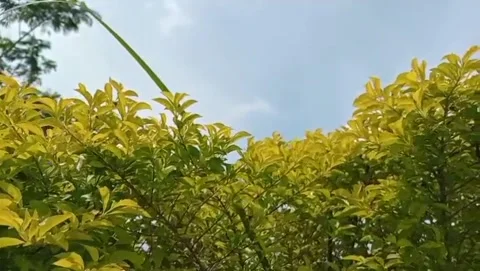 The canopy of yellow shoots appears lush, and the young golden-green leaves. Stock Footage 329092853