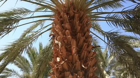 Canopying in the date palm tree Phoenix dactylifera Видео 12149048