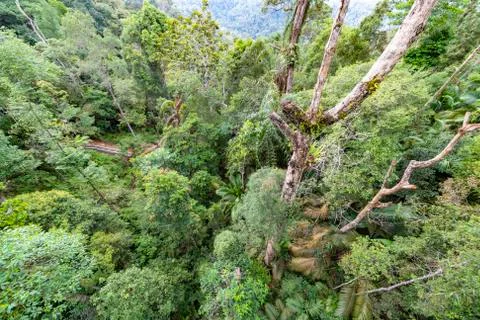 Canp[y view, deep and compact rain forest, primitive forest unchanged or modi 库存照片