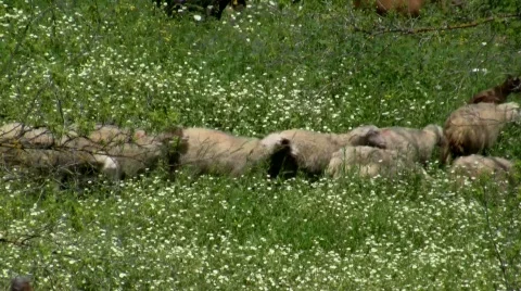 Can't sleep? Count these sheep Видео 369897
