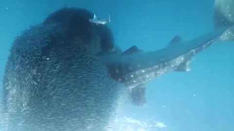 Can't Stop Whale Shark  Stock Footage 247121112