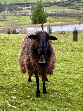 Cantabria Sheep Stock Photos