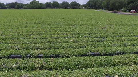 Cantaloupe Crop Stock Footage 219364176