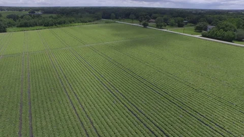 Cantaloupe Field Stock Footage 219365107