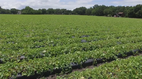 Cantaloupe Stock Footage 219349561