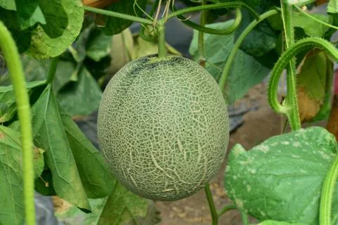Cantaloupe. Fresh melon on tree. ** note select focus with shallow depth of f Stock Photos