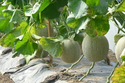 Cantaloupe. Fresh melon on tree. ** note select focus with shallow depth of f Stock Photos