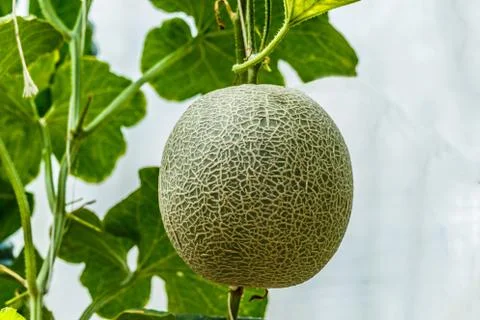 Cantaloupe. Fresh melon on tree. selective focus Stock Photos