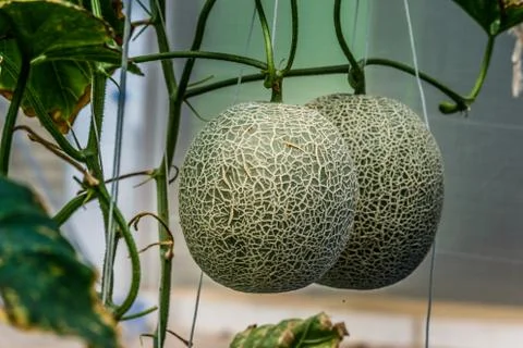 Cantaloupe. Fresh melon on tree. selective focus Stock Photos
