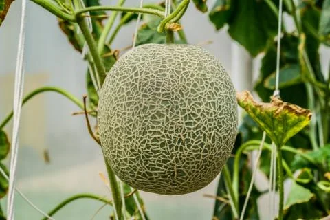 Cantaloupe. Fresh melon on tree. selective focus Stock Photos