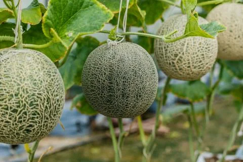 Cantaloupe. Fresh melon on tree. selective focus Stock Photos