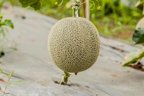 Cantaloupe. Fresh melon on tree. selective focus Stock Photos