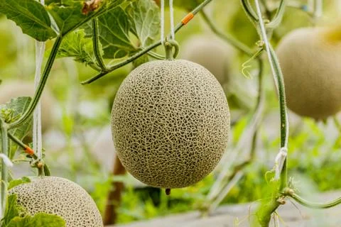 Cantaloupe. Fresh melon on tree. selective focus Stock Photos
