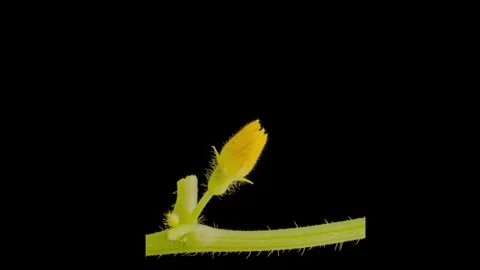 Cantaloupe melon flower opening time lapse Stock Footage 293785873