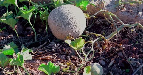 Cantaloupe Melon Stock Footage 143990963