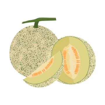 Cantaloupe melon fruit vector illustration Stock Illustration