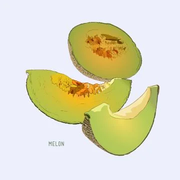 Cantaloupe melon, fruit vector illustration Stock Illustration