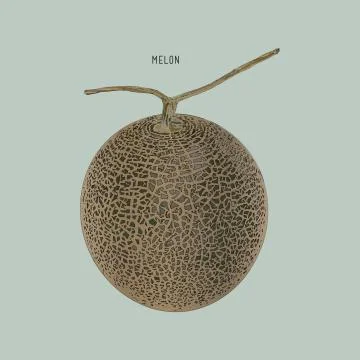 Cantaloupe melon, fruit vector illustration Stock Illustration