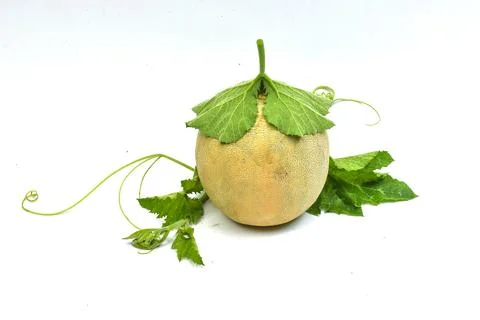 Cantaloupe melon isolated on white background. full depth of field Stock Photos
